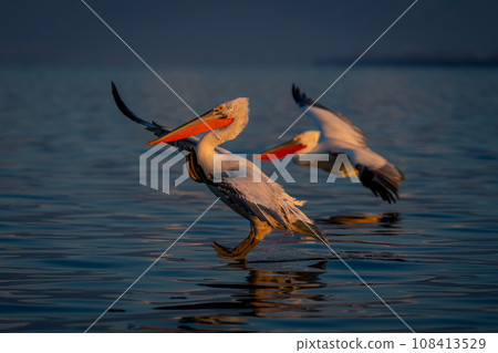 Dalmatian pelican lands on lake beside another Dalmatian pelican lands on lake beside another 108413529
