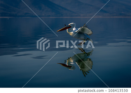 Dalmatian pelican lands on lake casting reflection Dalmatian pelican lands on lake casting reflection 108413530