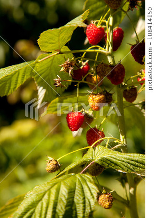 Ripe and unripe raspberry in the fruit garden. Growing natural bush of raspberry. Branch of raspberry in sunlight. 108414150