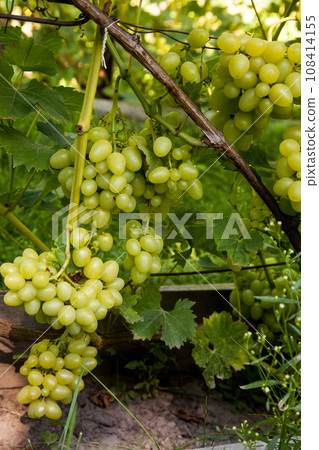 Bunch of green grapes in the garden. 108414155