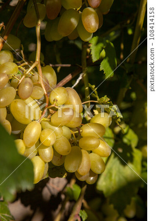 Bunch of green grapes in the garden. Bunch of green grapes in the garden. 108414158