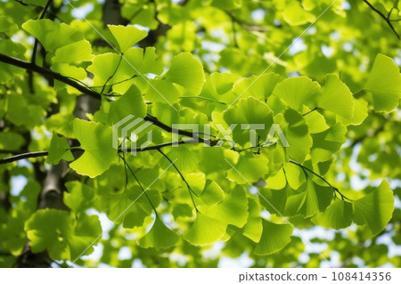 Green leaves of a ginkgo biloba tree in the springtime. Generative AI 108414356