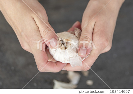 A woman cuts garlic with a knife close-up. Cutting garlic for salad or as an aromatic spice for meat. A woman cuts garlic with a knife close-up. Cutting garlic for salad or as an aromatic spice for meat. 108414697