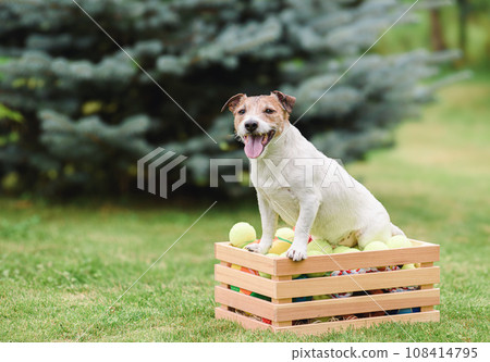 How to stop resource guarding dog behavior. How to stop resource guarding dog behavior. 108414795
