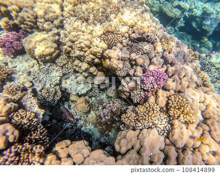 Underwater life of reef with corals and tropical fish. Coral Reef at the Red Sea, Egypt. 108414899