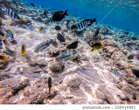 Shoal of differend kinds of the fish -  sailfin tang, Longnose Parrotfish, Picasso trigger, Birdmouth wrasse, Klunzinger's wrasse and other tropical fish swimming at the coral reef in the Red Sea, 108414901