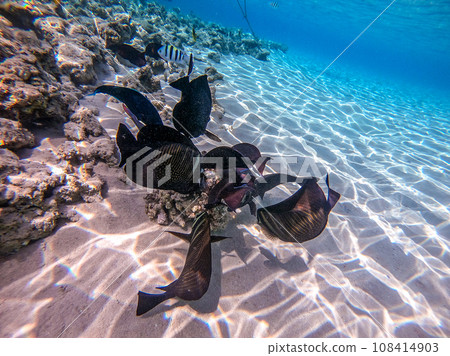 Shoal of differend kinds of the fish -  sailfin tang, Longnose Parrotfish, Picasso trigger, Birdmouth wrasse, Klunzinger's wrasse and other tropical fish swimming at the coral reef in the Red Sea, 108414903