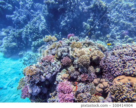 Underwater life of reef with corals, shoal of Lyretail anthias (Pseudanthias squamipinnis) and other kinds of tropical fish. Coral Reef at the Red Sea, Egypt. 108414904