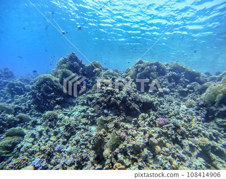 Underwater life of reef with corals and tropical fish. Coral Reef at the Red Sea, Egypt. Underwater life of reef with corals and tropical fish. Coral Reef at the Red Sea, Egypt. 108414906