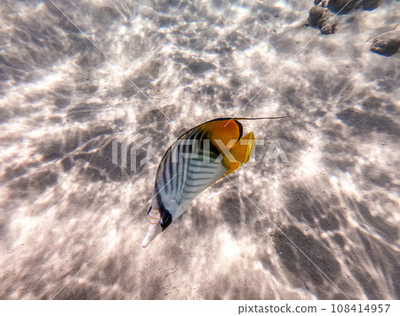 Threadfin butterflyfish (Chaetodon auriga) at the Red Sea coral reef.. 108414957