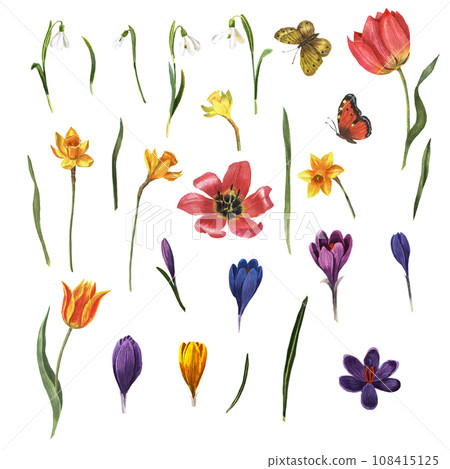 Flowers of snowdrops, crocuses, daffodils, tulips, leaves, butterflies are made in watercolor on a white background in watercolor. Ideal for packaging, greeting cards, fabric printing 108415125