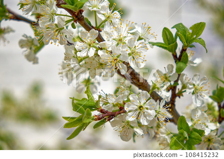 A tree in full bloom, its branches adorned with white flowers. Beautiful spring flowers are blooming on a cherry tree branch. 108415232
