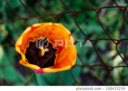 A bright orange tulip, its petals slightly curled, growing resiliently through a rusty wire fence, symbolizing the beauty and strength of nature. Close-up shot of a tulip flower with orange petals. 108415239