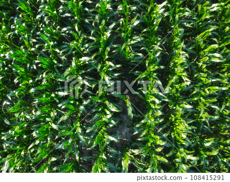 Extensive corn fields, top view. Green farm fields, landscape. 108415291