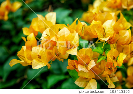 Nature's artistry showcased 108415395