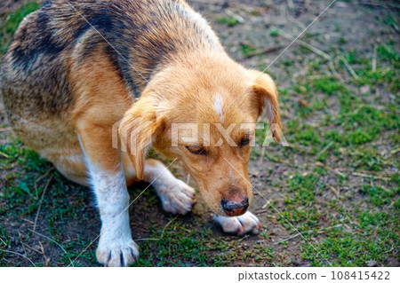 A dog with a brown and white coat, sitting on a grassy field. A little, sick mongrel is sitting. Dog with a sad, sickly look. 108415422