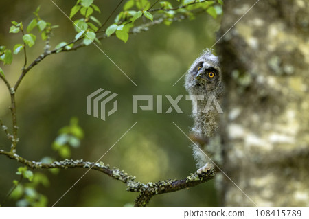 Young owl in spring forest, green leaves. Long-eared Owl nesting on the branch during springtime. Wildlife scene from nature, Czech republic Young owl in spring forest, green leaves. Long-eared Owl nesting on the branch during springtime. Wildlife scene from nature, Czech republic 108415789