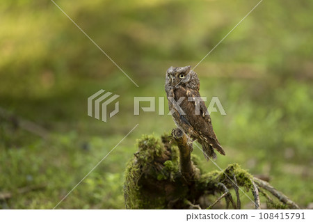 Scops Owl, Otus scops, sitting on tree trunk in the mossy forest. Wildlife animal scene from nature. 108415791