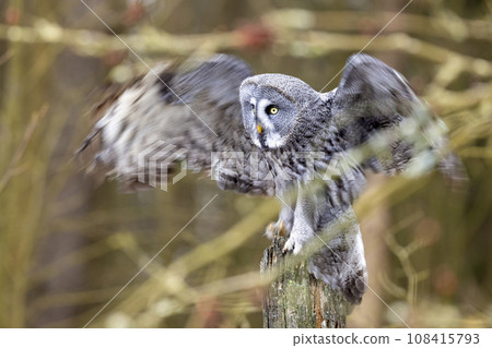 Great grey owl (Strix nebulosa) landing to the tree trunk in the winter forest. Big owl in nature 108415793
