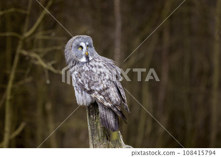Great grey owl (Strix nebulosa) sitting on the tree trunk in the winter forest. Big owl in nature Great grey owl (Strix nebulosa) sitting on the tree trunk in the winter forest. Big owl in nature 108415794