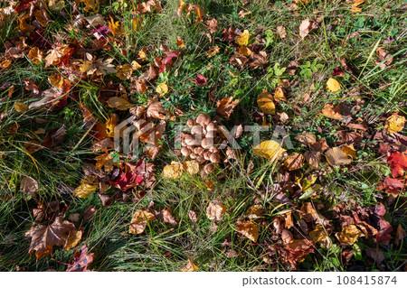 Autumn leaves and mushrooms in the grass in the forest Autumn leaves and mushrooms in the grass in the forest 108415874