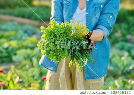 Greens, spicy herbs in hands of woman close-up in vegetable garden, farm 108416121