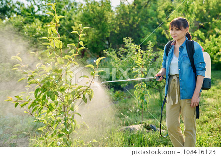 Woman gardener with spray backpack sprays pear tree in garden 108416123