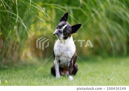 Portrait of a Boston Terrier sitting on the grass in the garden 108416149