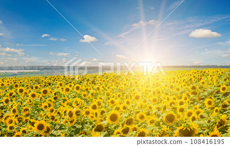 A field with blooming sunflowers and sun. Wide photo. A field with blooming sunflowers and sun. Wide photo. 108416195