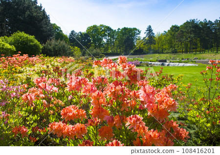 Blooming rhododendron in spring garden. 108416201