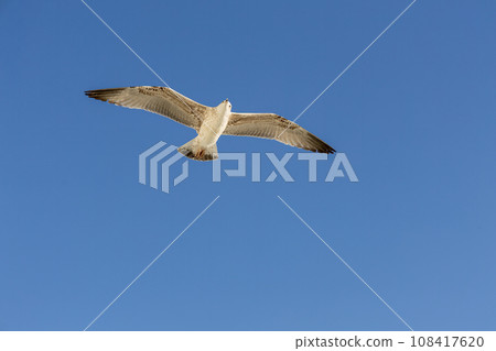 Seagull soaring through a bright blue sky on a sunny day 108417620