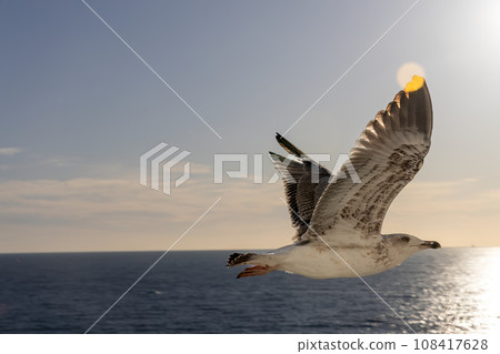 Seagull is soaring gracefully above the tranquil blue waters of an ocean Seagull is soaring gracefully above the tranquil blue waters of an ocean 108417628