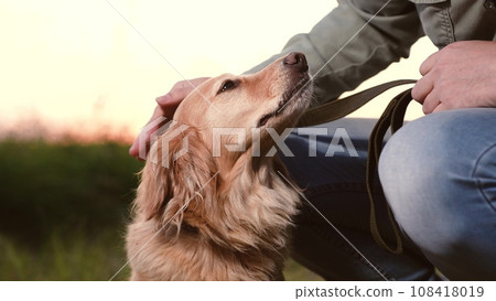 Loving owner strokes cocker spaniel dog head sitting down nearby at back sunset light owner strokes cute spaniel dog in country park man owner with dog rest together in green evening park closeup 108418019