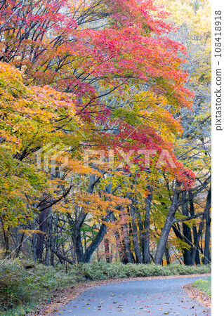 Autumn leaves along the forest road Azusakiyama Line, Gunma Prefecture Autumn leaves along the forest road Azusakiyama Line, Gunma Prefecture 108418918