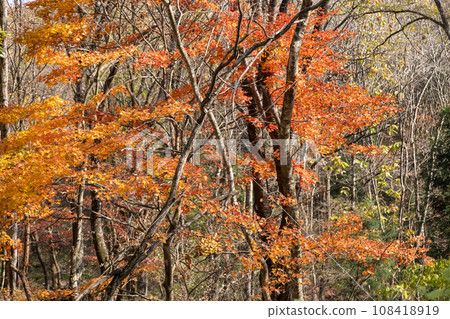 Autumn leaves along the forest road Azusakiyama Line, Gunma Prefecture Autumn leaves along the forest road Azusakiyama Line, Gunma Prefecture 108418919