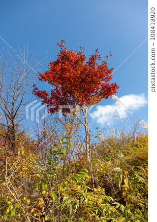 Autumn leaves along the forest road Azusakiyama Line, Gunma Prefecture 108418920