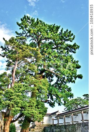Odawara Castle Ninomaru Landscape of giant trees and bronze gates Odawara Castle Ninomaru Landscape of giant trees and bronze gates 108418935