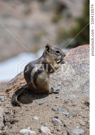 [Golden ground squirrel] Rocky Mountain National Park, Colorado, USA 108418974