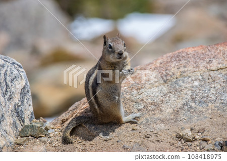 [Golden ground squirrel] Rocky Mountain National Park, Colorado, USA 108418975