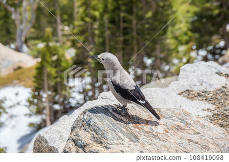 [Grey Crow] Rocky Mountain National Park, Colorado, USA 108419098
