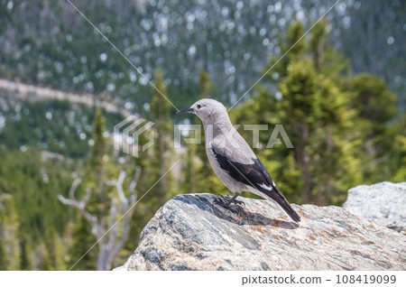 [Grey Crow] Rocky Mountain National Park, Colorado, USA 108419099