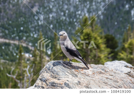 [Grey Crow] Rocky Mountain National Park, Colorado, USA 108419100