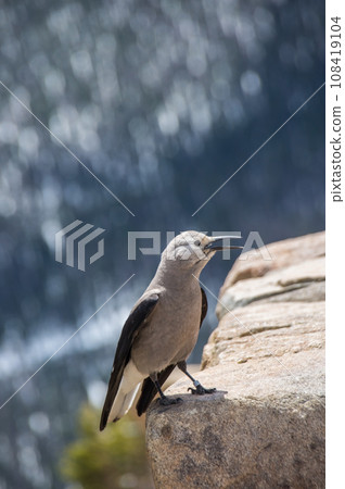 [Grey Crow] Rocky Mountain National Park, Colorado, USA 108419104