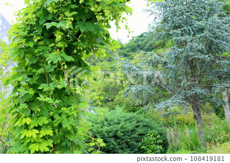 Hop fruit Hop fruit 108419181