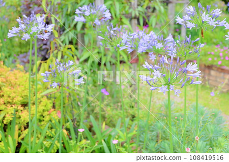 Agapanthus flower 108419516