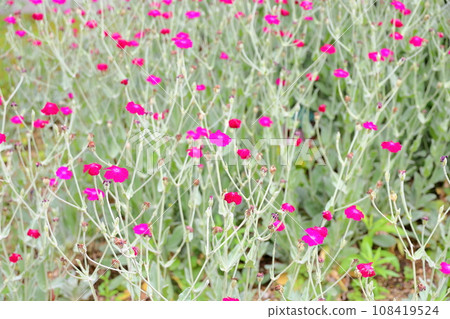 Flannel saw flower Flannel saw flower 108419524