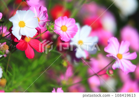 Cosmos Cosmos 108419613