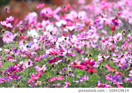 Cosmos Cosmos 108419614
