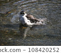 Urban goshawk taking a bath 108420252