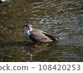 Urban goshawk taking a bath 108420253